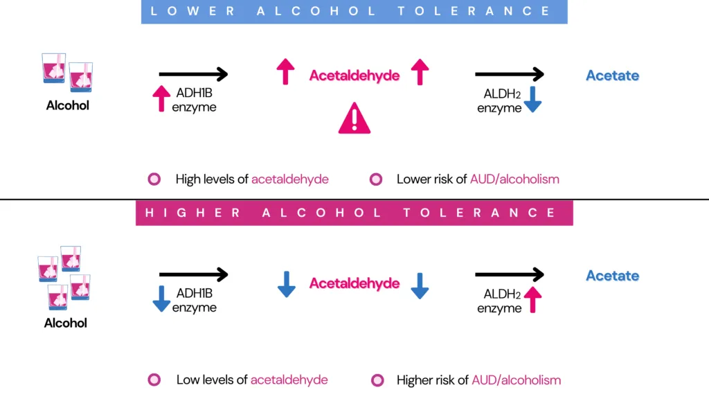 Is Alcohol Tolerance Genetic? The images is divided into two parts - the upper half shows what contributes to lower alcohol tolerance - higher levels of ADH1B enzyme and lower levels of ALDH2 enzyme, both of which result in acetaldehyde build-up. The lower half shows what contributes to higher alcohol tolerance - lower levels of ADH1B enzyme and higher levels of ALDH2 enzyme, both of which result in quick clearance acetaldehyde. 