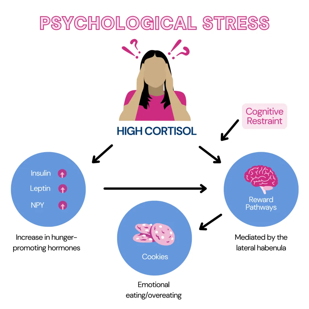 Emotional Eating: Stress increases the levels of a hormone called cortisol, which in turn increases the huger hormone levels and activates the pleasure center in the brain to seek for sweet, high-calorie foods. The image shows a stressed female. Her cortisol levels are high, which drives the pathway explained. 