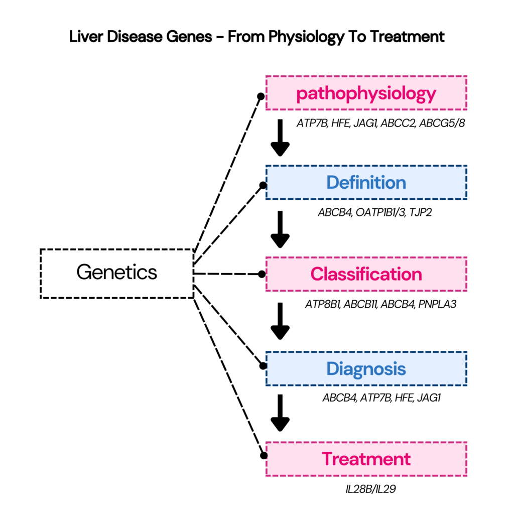Genes which influence liver diseases