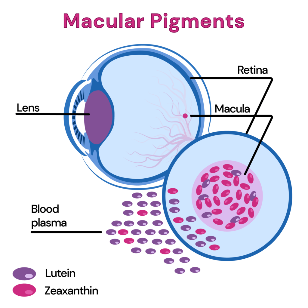 The image shows Lutein and Zeaxanthin in the "macula" of the eye. The macular pigment is essential for vision acuity.