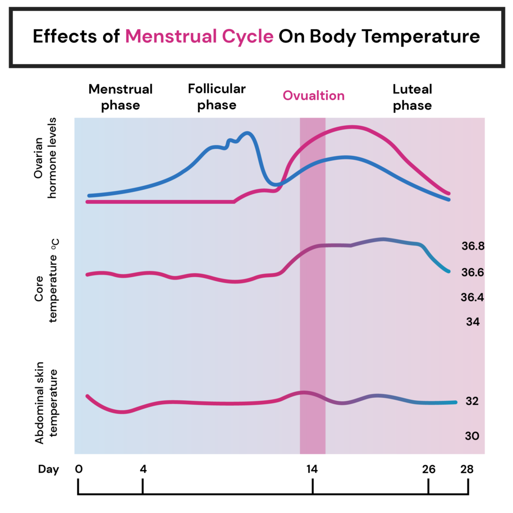 Sleep and Menstrual Cycle: Each phase of the cycle results in temperature changes. The graph plots the menstrual cycle phases against temperature indicating a rise in temperature in the luteal phase.