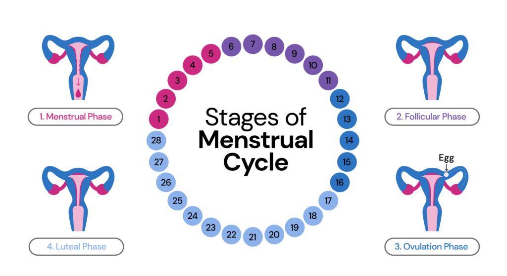 The image describes the 4 stages of menstrual cycle namely menstrual, follicular, ovulation, and luteal phases. The numbers 1-28 are arranged in a circle and are colored according to the phase of menstrual cycle they represent. 