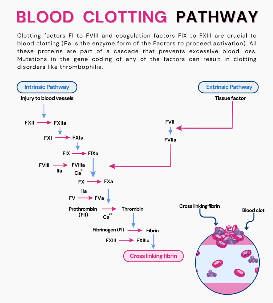 This picture is an overview of the Blood clotting pathway with clotting factors FI and FVIII, and coagulation factors FIX to FXIII involved in blood clotting, thereby preventing excessive blood loss.