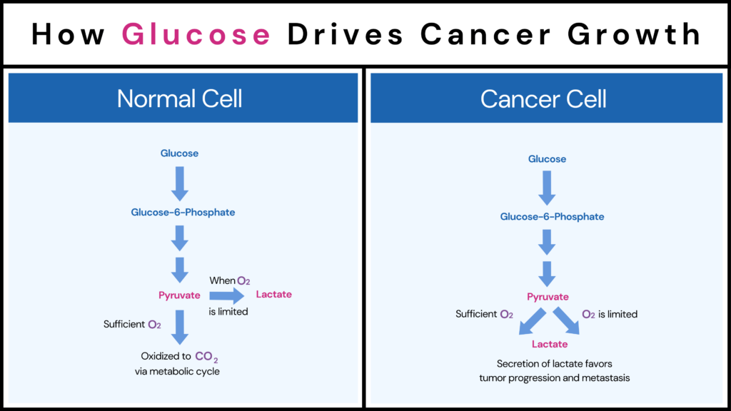 A side by side comparison of the differences in glucose biochemical pathway between a normal and cancer cell