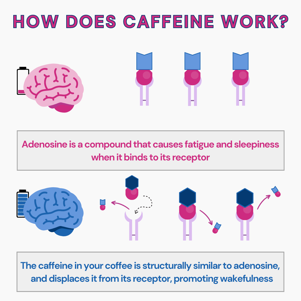 How does morning coffee work? Comparison of fatigued brain represented with a battery low icon vs. energetic brain with a battery full icon. Caffeine resembles adenosine in structure and replaces it from its receptor, promoting wakefulness. 