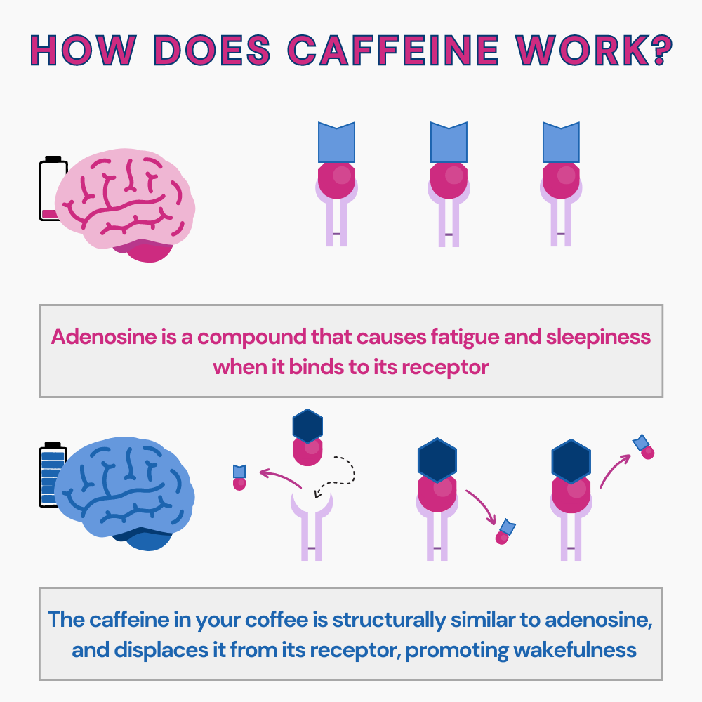 How Caffeine Affects Your Brain - Driftaway Coffee