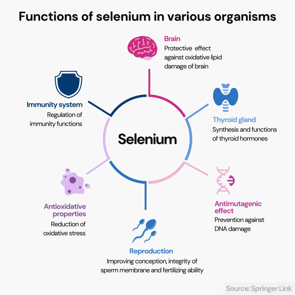 Selenium benefits for women: 6 icons surrounding the text "selenium," each of which indicate a benefit of this mineral