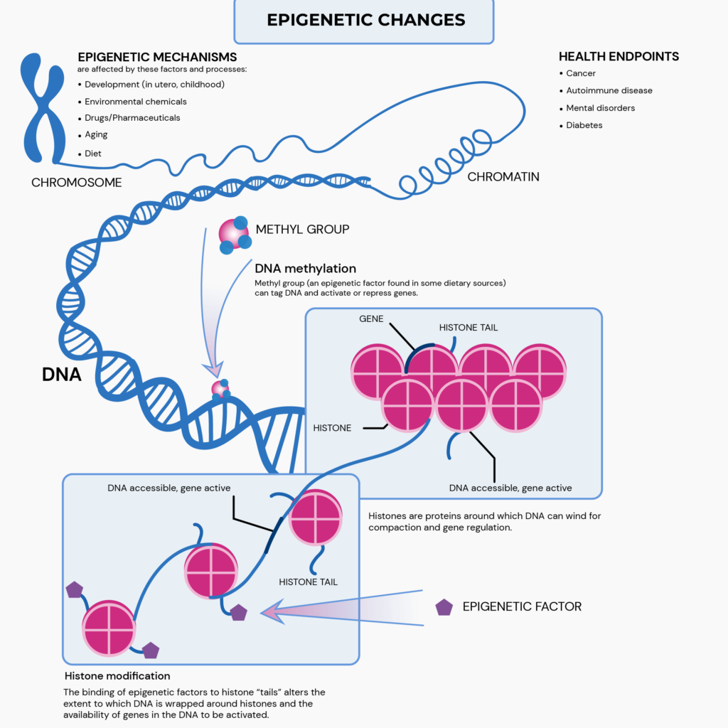 Epigenetic changes: 2 types of changes are depicted in this image. The first one is DNA methylation where methyl groups are attached to certain portions of the DNA to "turn off" the gene. Hence, no protein is produced. The second epigenetic change is acetylation. This reaction caused loosening of the tightly wound DNA, thereby allowing the DNA to be "read" and protein to be produced.