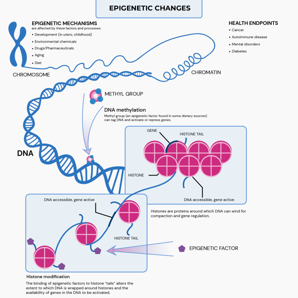 Epigenetic Testing: Studying More Than Your Genes