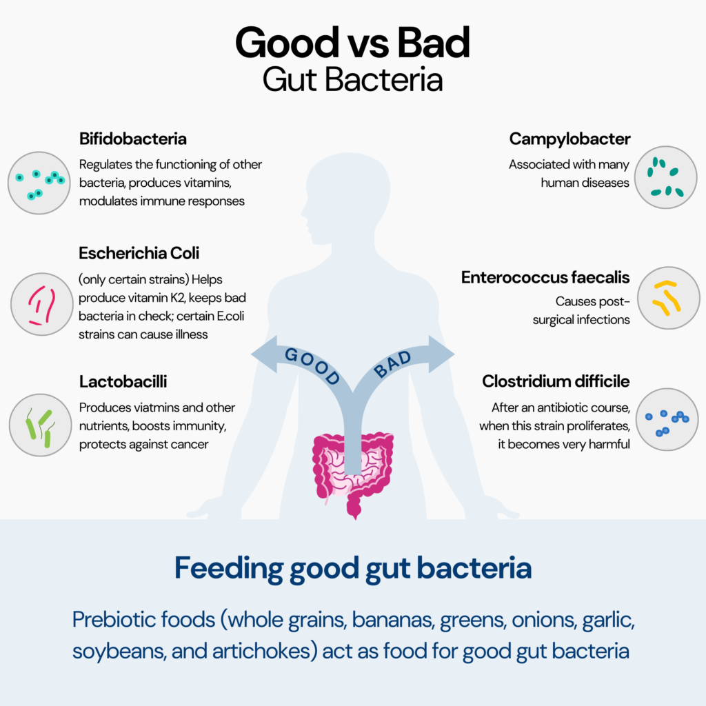This picture describes the differences between good and bad gut bacteria with their beneficial and harmful effects.