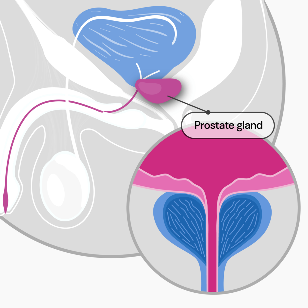 Prostate Gland