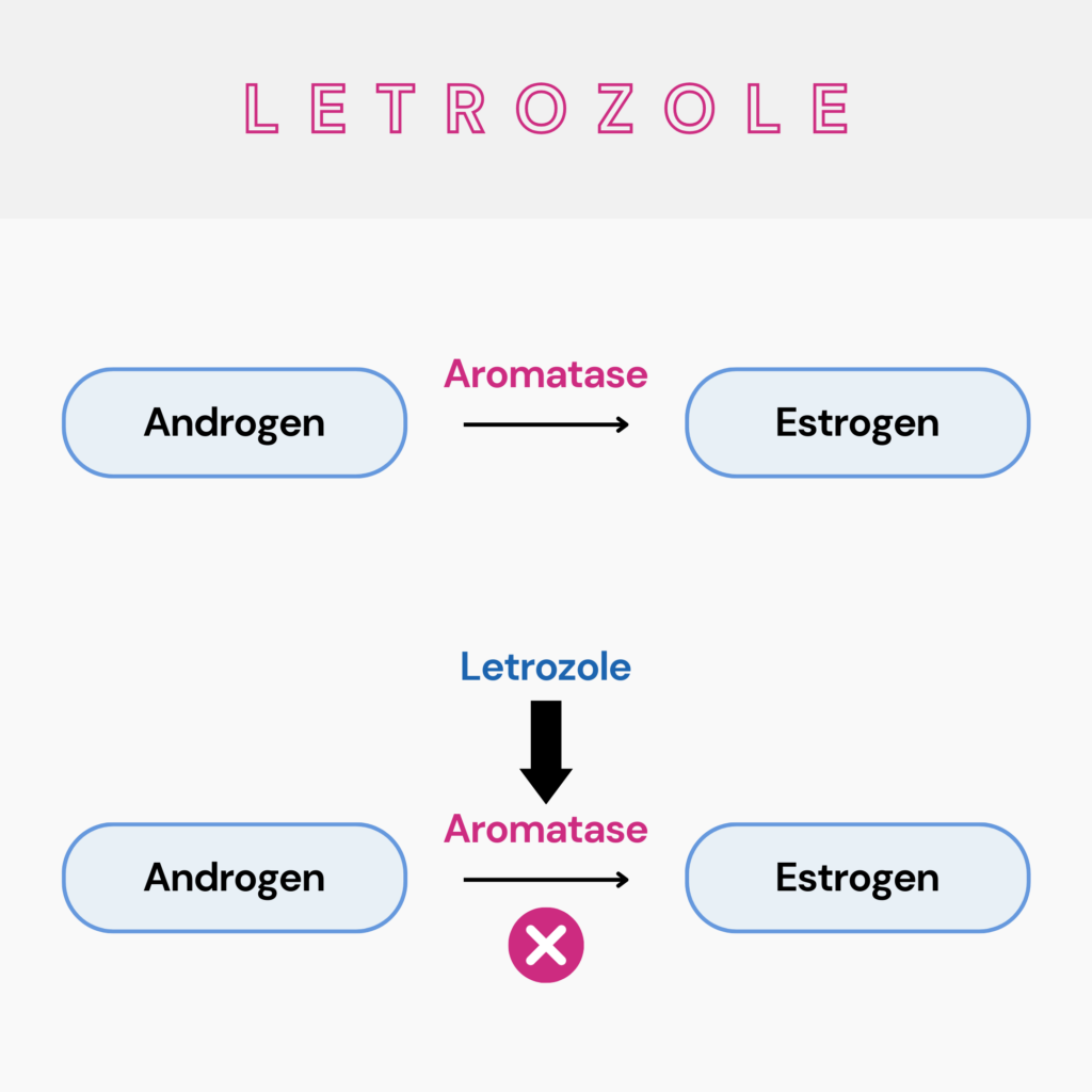 foods to avoid while taking letrozole for fertility - pictographic describing letrozole's mechanism of action.