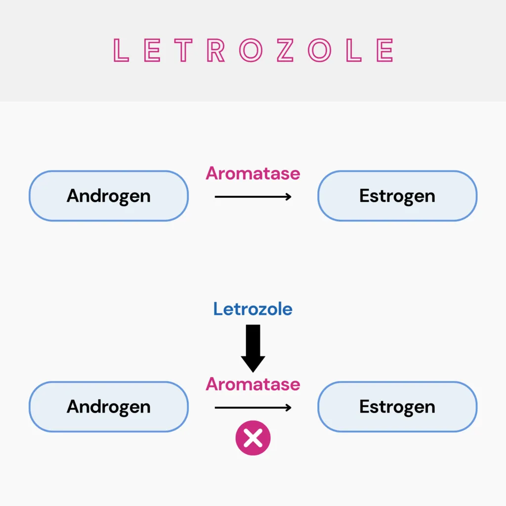 foods to avoid while taking letrozole for fertility - pictographic describing letrozole's mechanism of action.