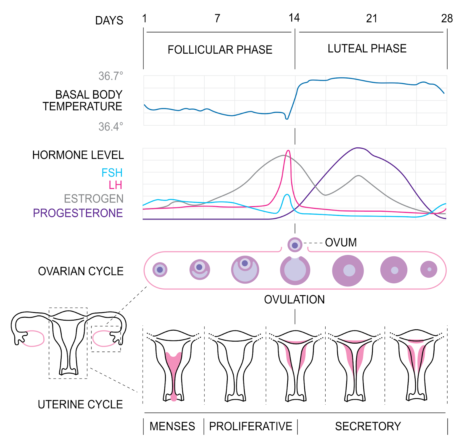bloating during ovulation - Infographic explaining the associations of body temperature, hormone levels, and menstrual phase during the menstrual cycle.