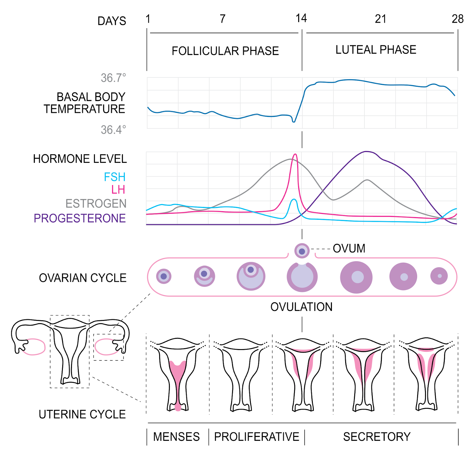 12 Tips To Manage Bloating During ovulation And Causes