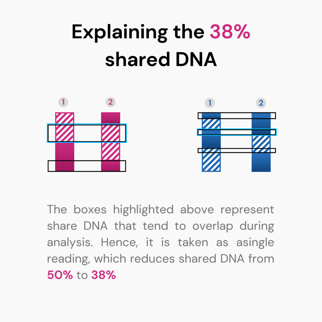 How Much DNA Do Siblings Share? A diagram explaining why many ancestry genetic testing companies report only 38% shared DNA between siblings.