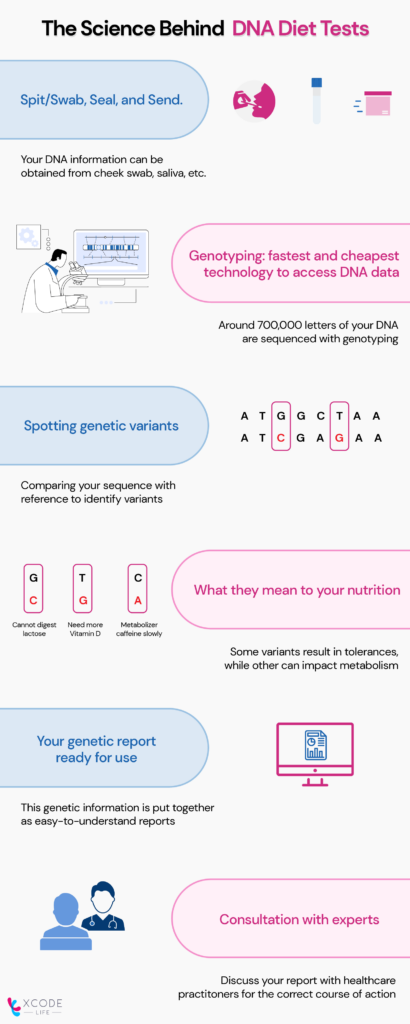 This is an infographic explaining the science behind a DNA diet test. It has some texts and some vector icons to explain the process better.