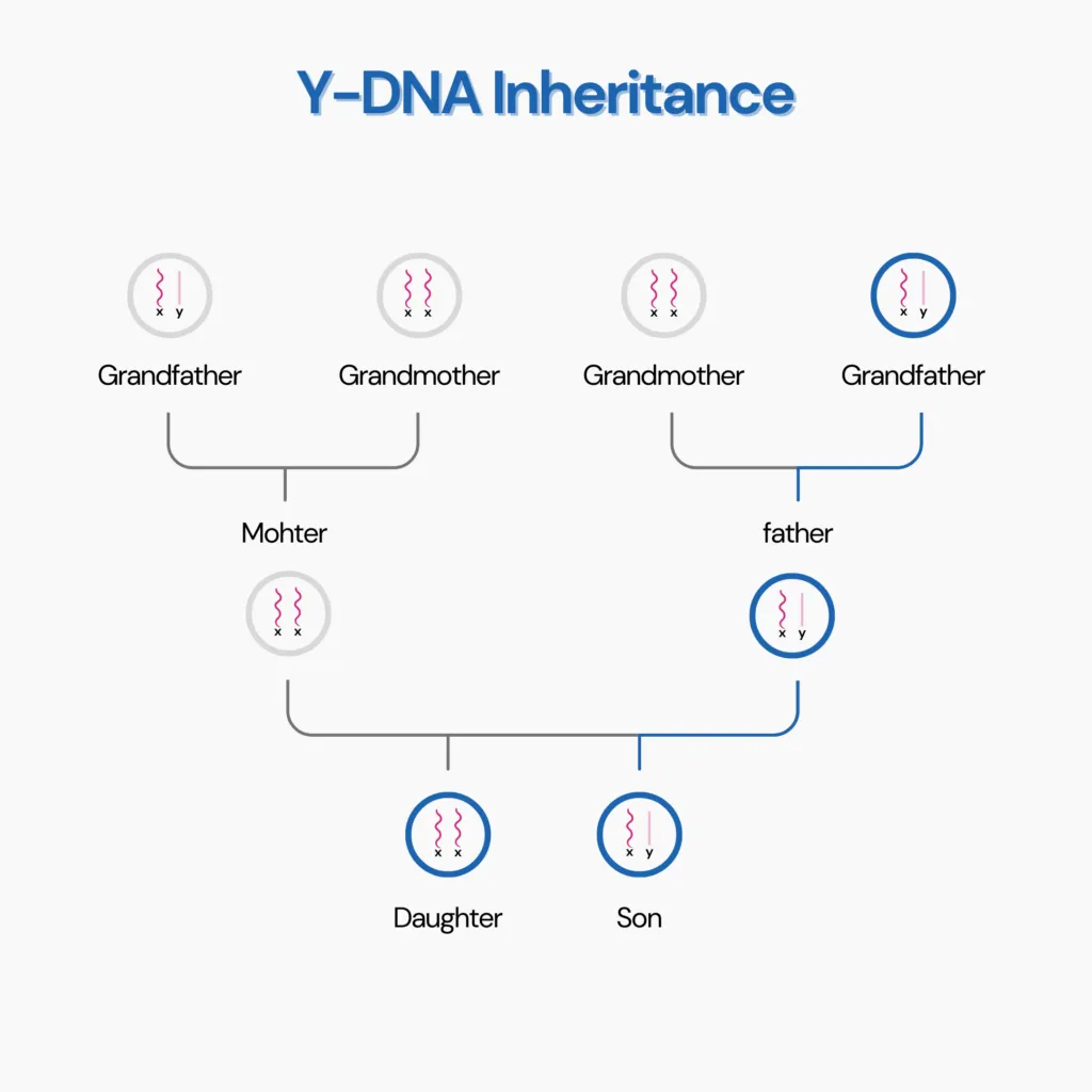 Y-DNA haplogroup is passed on only by the biological father. 