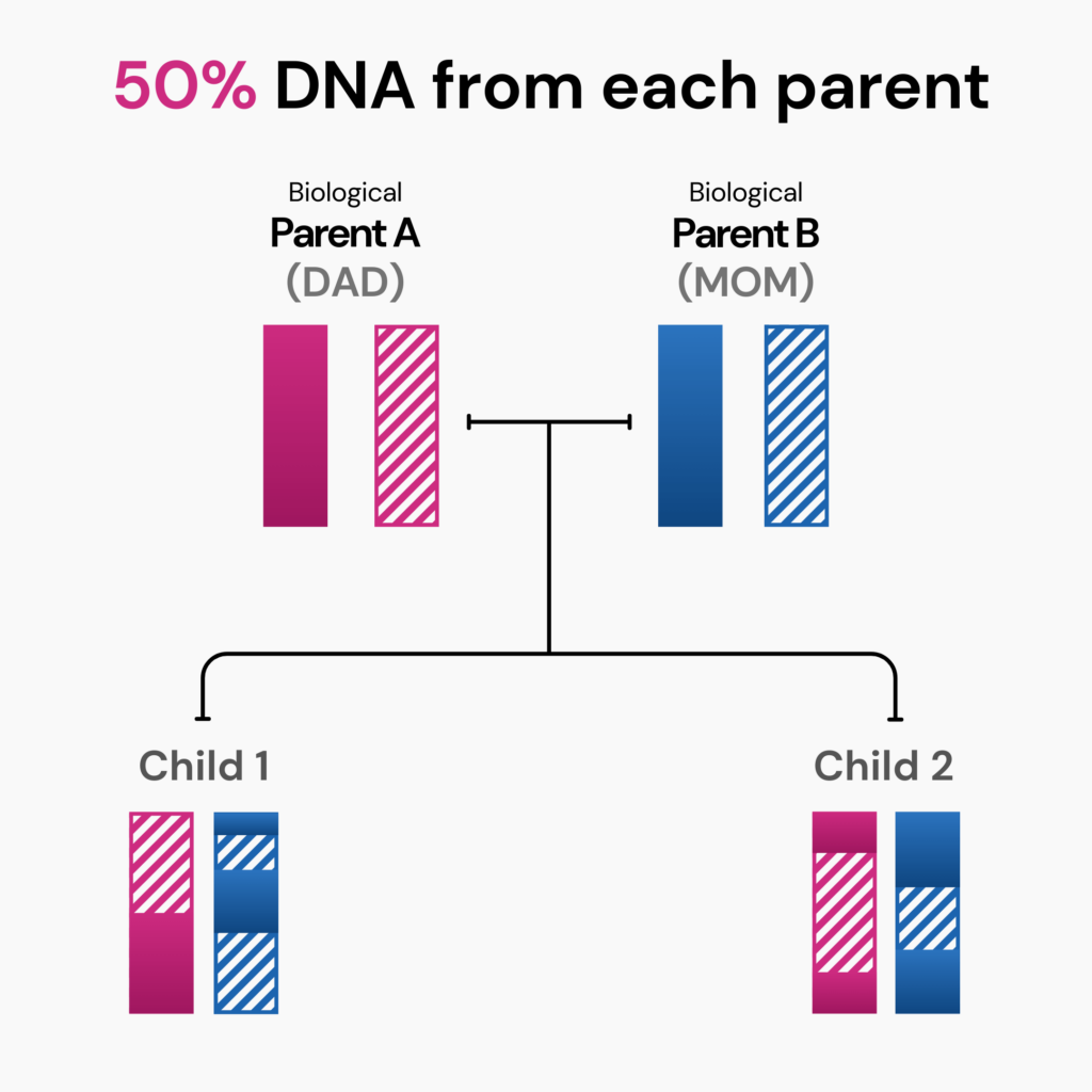 A diagram to illustrate the inheritance of 50% of DNA from each biological parent by each child.