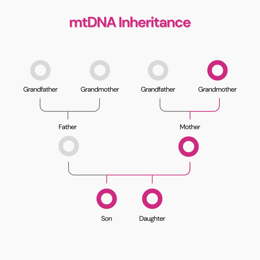 mtDNA haplogroup is passed on only by the biological mother. 
