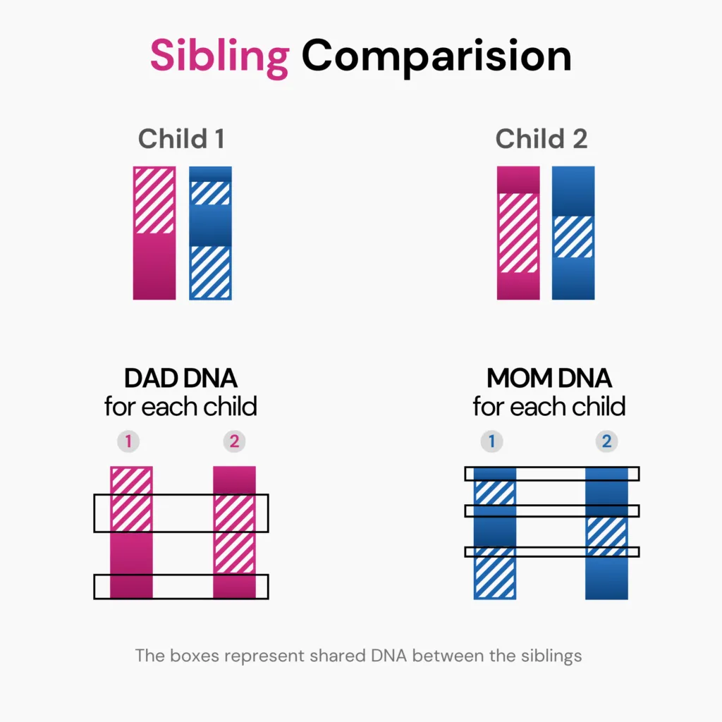 A diagram to illustrate that thought the siblings have same biological parents, they inherit different 50% of DNA from each parent, making them similar yet not identical