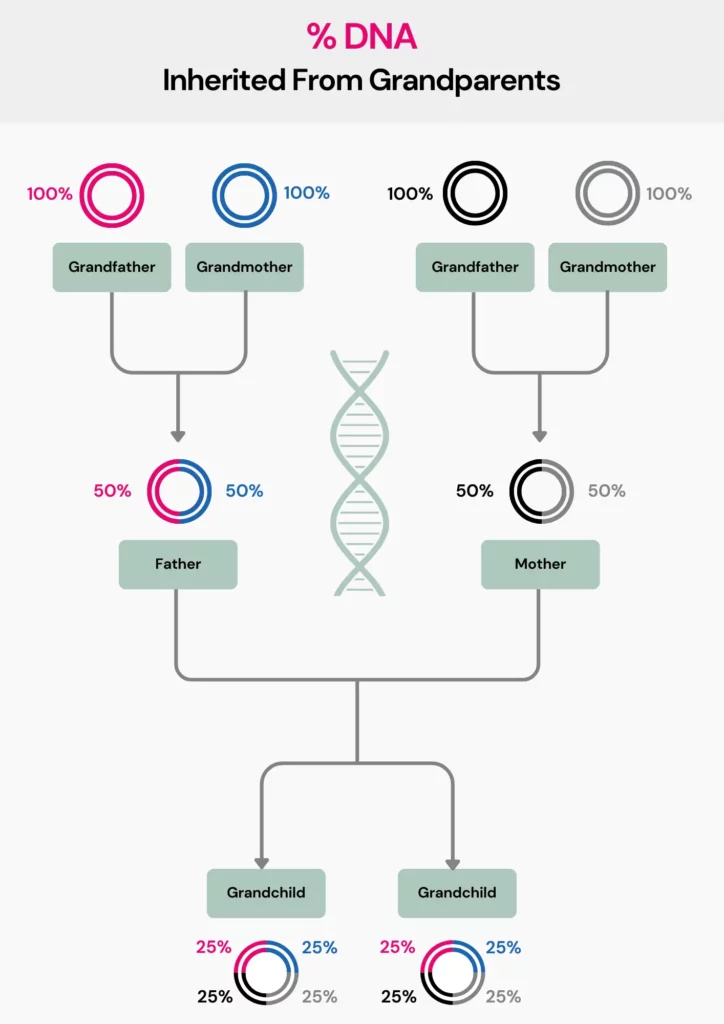 Grandparent DNA Test: How Much % Of DNA Is Inherited From Grandparents
