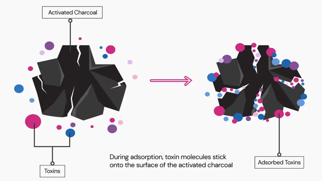 Diagram showing the process of toxin adsorption by activated charcoal