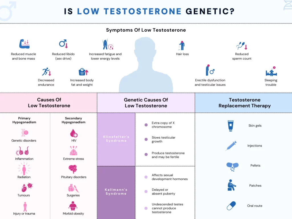 Is low testosterone genetic? An infographic summarizes the causes, symptoms, treatments, and genetic links to the condition.