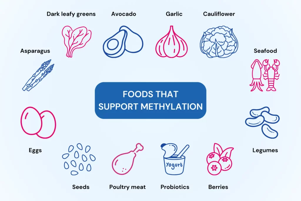 Is MTHFR epigenetic?
An infographic listing out foods that support MTHFR methylation