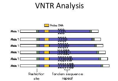 A depiction of how probe DNA is used to study variable number tandem repeats (VNTRs)