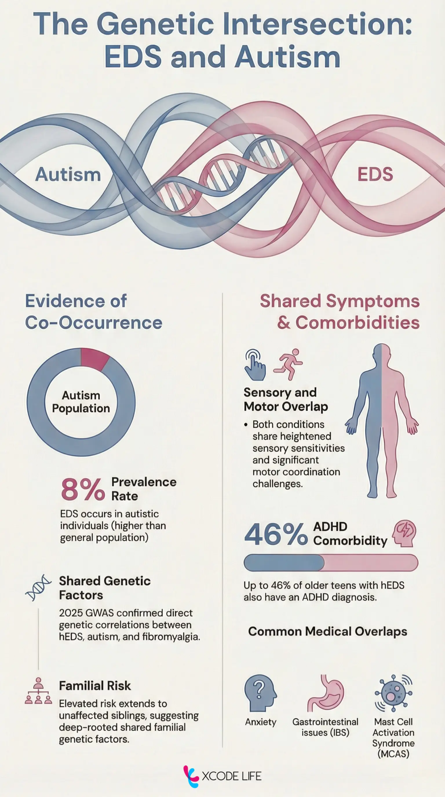 Infographic titled “The Genetic Intersection: EDS and Autism” illustrating overlapping genetic and clinical features between autism and Ehlers-Danlos syndrome. Intertwined DNA strands represent shared genetic pathways. The graphic summarizes evidence of co-occurrence, noting a higher prevalence of EDS among autistic individuals compared with the general population, shared genetic risk factors, and familial risk patterns. It also highlights overlapping symptoms and comorbidities, including sensory and motor challenges, a high rate of ADHD comorbidity, anxiety, gastrointestinal issues, and mast cell activation syndrome. Xcode Life branding appears at the bottom.